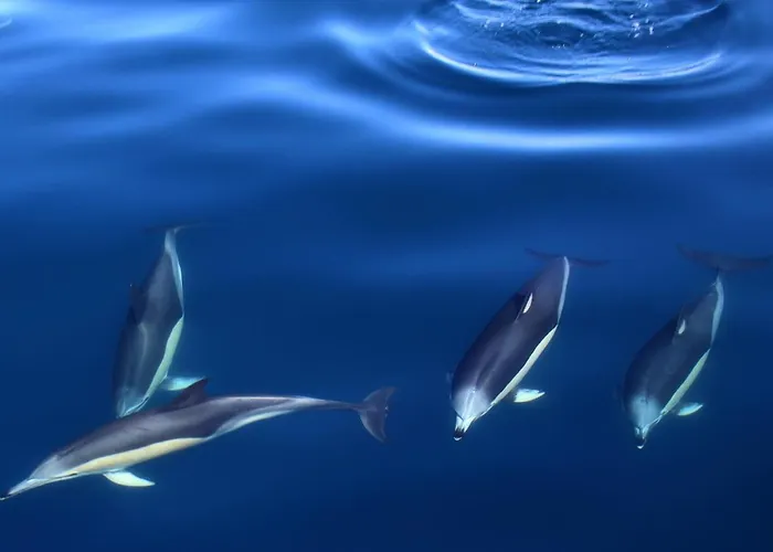 Casa Do Pero De Teive * Ponta Delgada