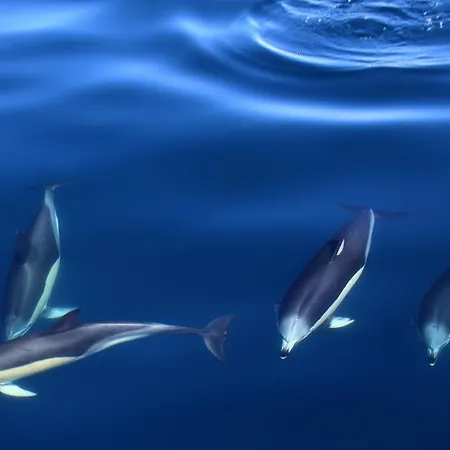 Casa Do Pêro De Teive * Ponta Delgada